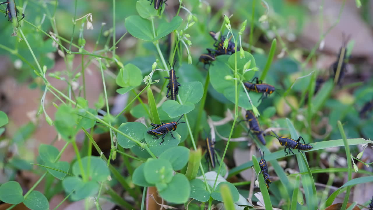 Blades of Grass and Lush Leaves Growing From a Plant on the Forest Floor Covered in Florida Lubber Grasshoppers as They Eat and Move Around Slowly. Static Shot