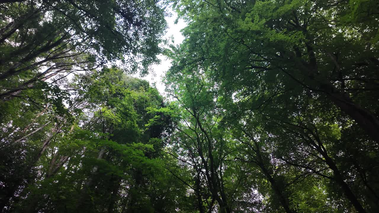 Refreshing view of dense green trees from beneath in a serene woodland scenery