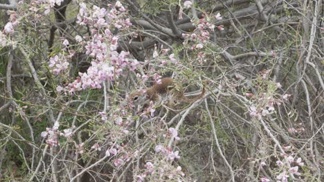 ardilla terrestre de cola redonda en un árbol