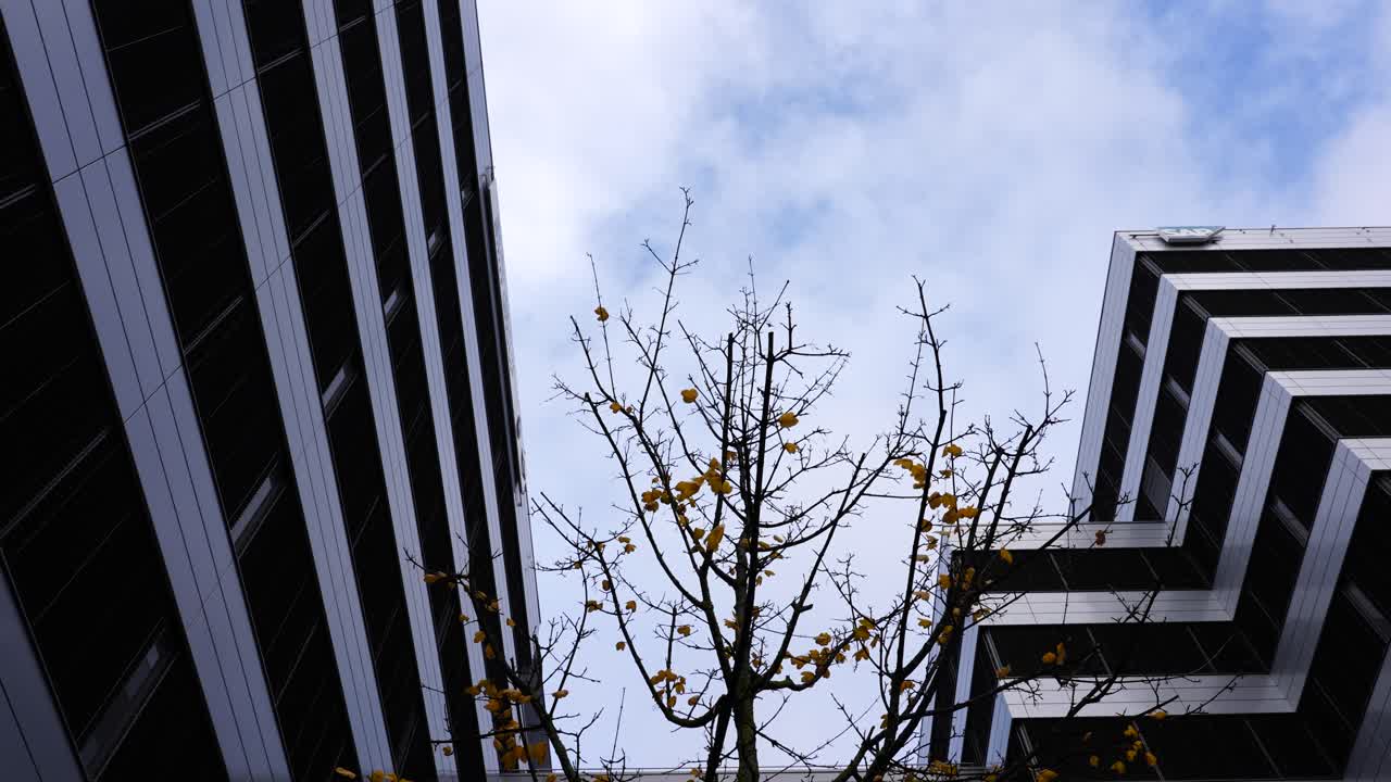 Modern business center exterior and fall tree branches in cloudy sky day