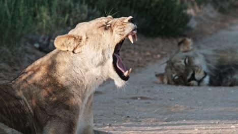 a kalahari lioness yawns, showing off her impressive teeth