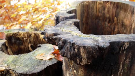 Hohler-Baumstumpf-Im-Herbst-Nahaufnahme-Saisonale-Waldblätter-Auf-Waldboden-Dolly-Links