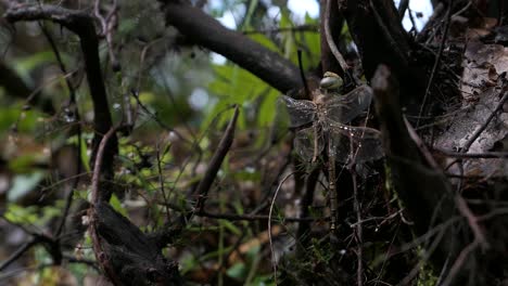 Libelle-Trocknet-Flügel-Auf-Einem-Baum-Im-Wald-Nach-Regen