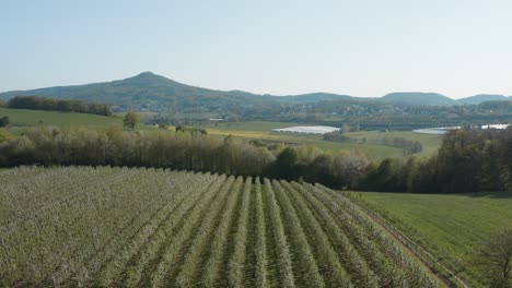 drone - toma aérea de una flor de manzana blanca y soleada en un campo grande con montañas en el fondo 30p
