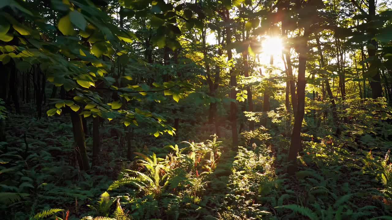 A serene forest scene with sunlight filtering through leaves, captured from a low angle
