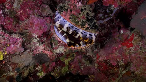 Zoom-in-of-thorny-oyster-closing-in-front-of-the-camera-on-a-tropical-steep-coral-reef-wall