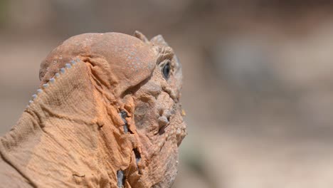 primer plano de la cabeza de una iguana rinoceronte a la luz del sol
