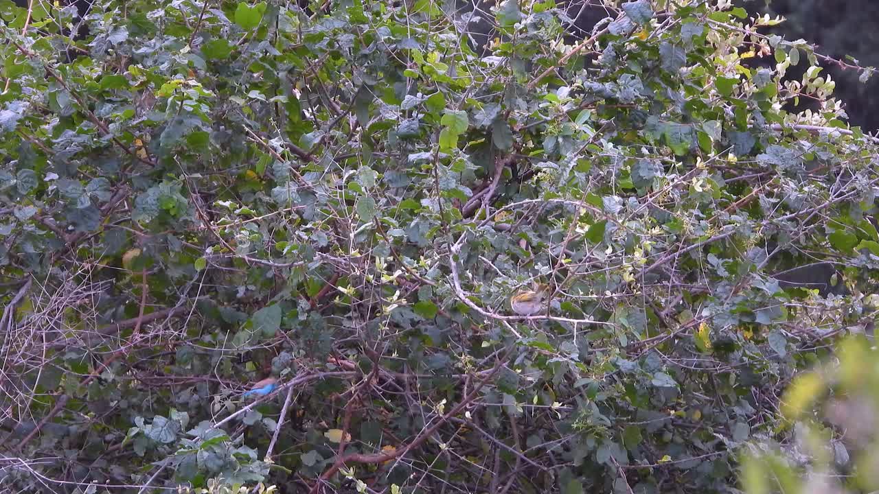 Small birds move around on green shrub branches in South Africa, static view