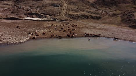 The-Herd-of-Cows-Enjoying-Summertime-by-the-Lake-in-Alberta,-Canada