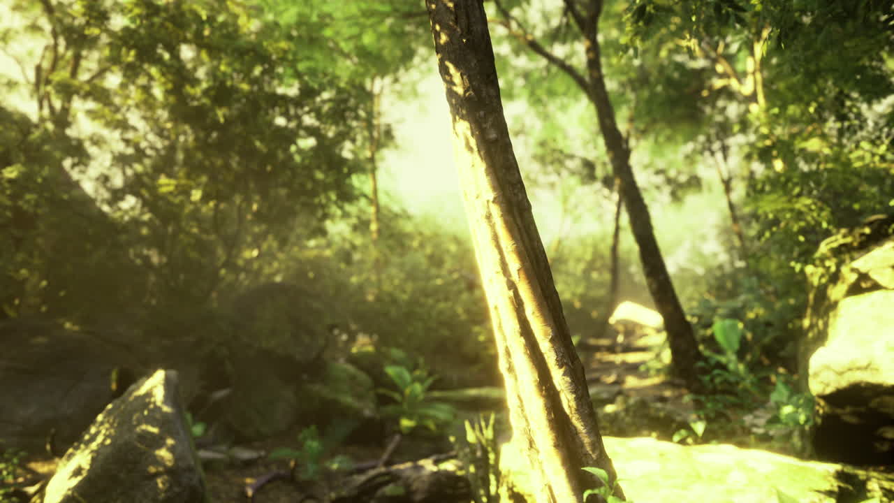 Sunlight filtering through the lush canopy of a peaceful forest pathway