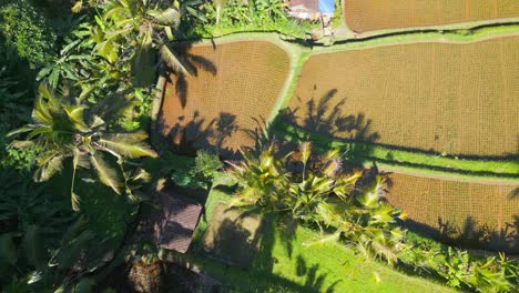 a top-down aerial view of the beautiful green rice fields and palm-trees shot by a drone in bali ubud, indonesia