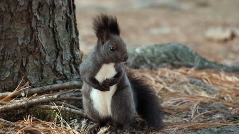 cute eurasian red squirrel standing on hind legs by the tree in autumn forest - close-up front view