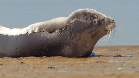 las focas yacen en tierra sin agua