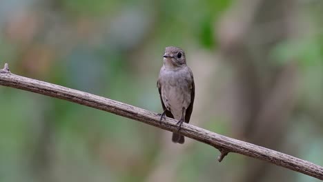 The-Asian-Brown-Flycatcher-is-a-small-passerine-bird-breeding-in-Japan,-Himalayas,-and-Siberia