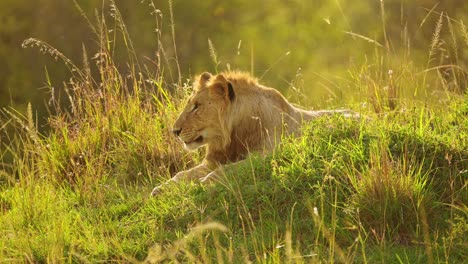 slow motion shot of young male lion resting on grassy mound in low light as sun goes down, tired yawn resting, big 5 five african wildlife in maasai mara national reserve, kenya