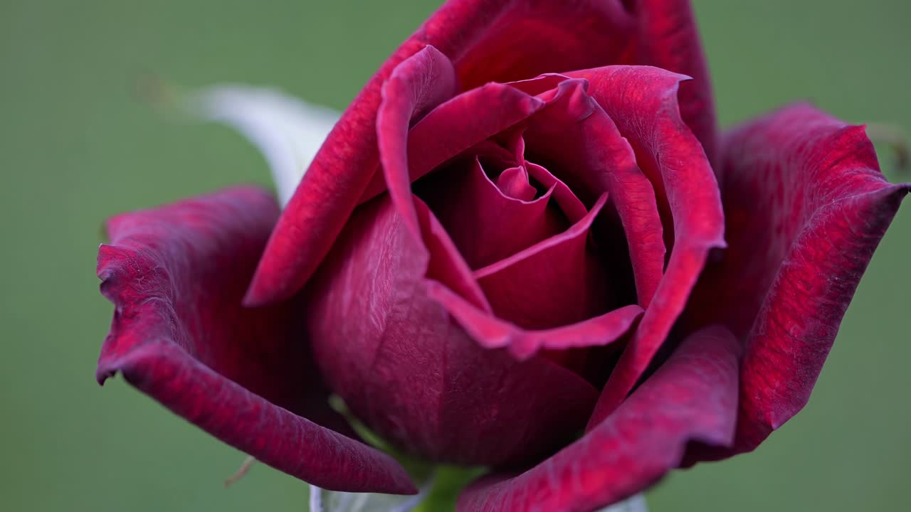 Un video che mostra un primo piano di una rosa rossa che sboccia, evidenziandone i delicati petali e il colore vivace