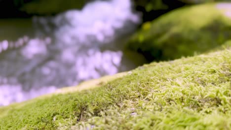 moss on rocks with steam in background in appalachian mountains