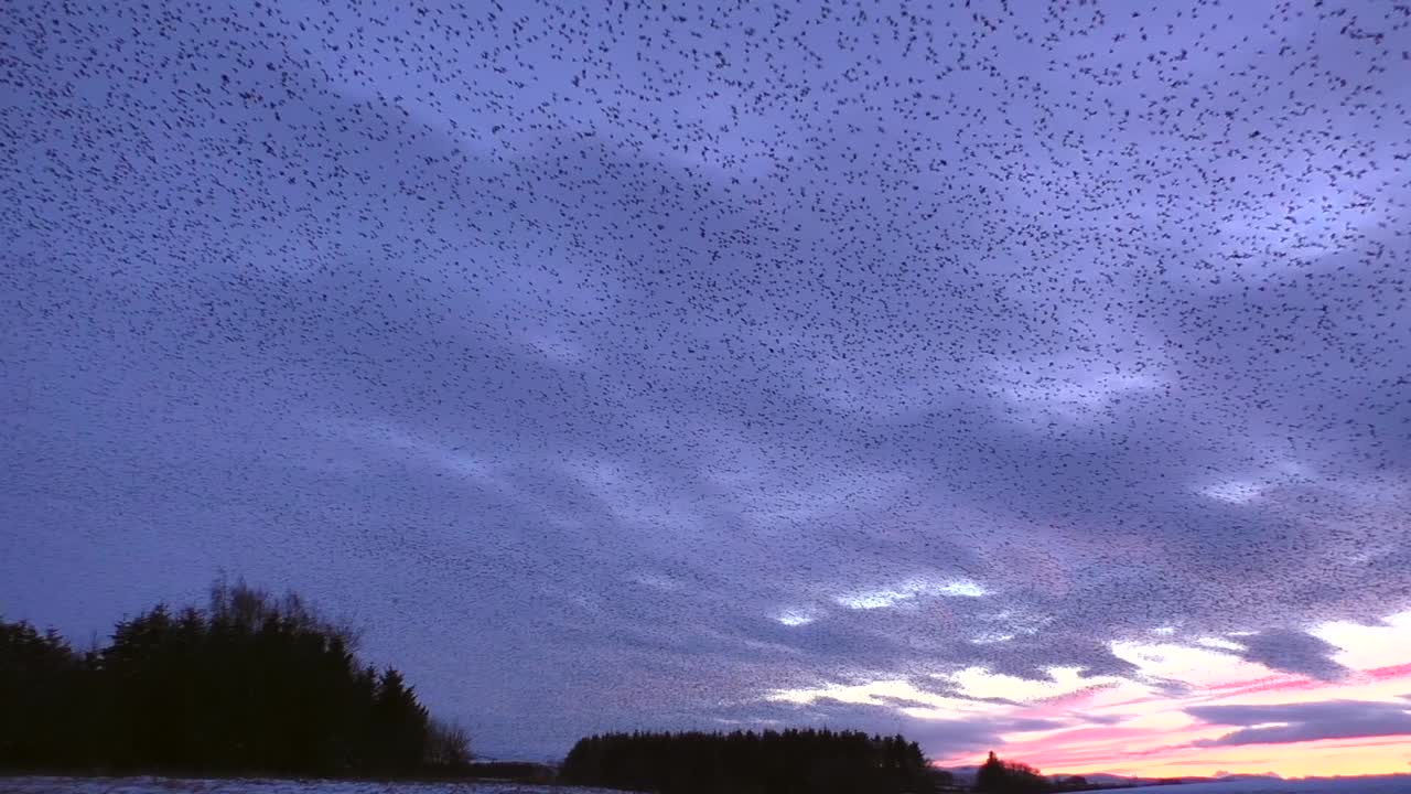 tarn sike 자연 보호 구역 cumbria 영국에서 일몰에 대한 starling murmurations