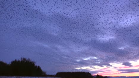 Starling-Murmurations-Contra-La-Puesta-De-Sol-En-Tarn-Sike-Nature-Reserve-Cumbria-Reino-Unido