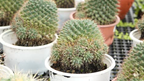 close-up of ful many cactus in the pots at the market street from thailand high quality photo