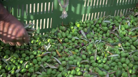 Hände-Pflücken-Während-Der-Ernte-Blätter-In-Einem-Großen-Korb-Mit-Grünen-Oliven