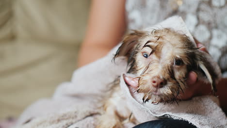 secado con toalla lindo cachorro