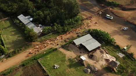 jinka market town with large herd of cows returning home from pasturing in eastern ethiopia