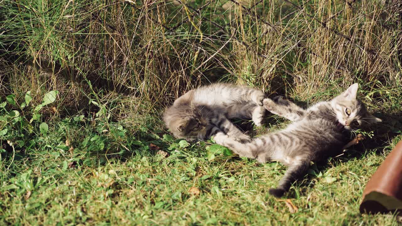 Two funny kittens playing in the grass. Little grey kittens lying merrily on the meadow in a sunny summer day.