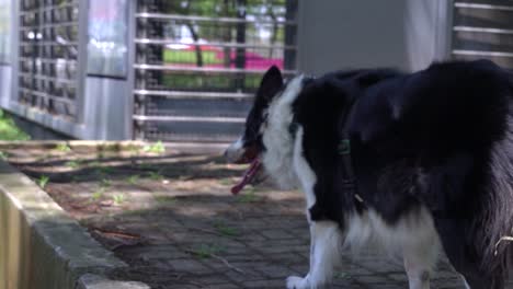 un perro feliz tiene que salir a caminar todos los días con su dueño y disfrutar de la hierba y el sol en un descanso en un parque