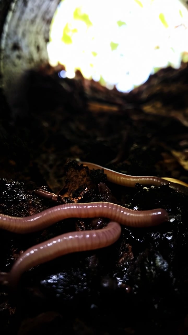 Vista aproximada mostra minhoca movendo-se lentamente sobre solo úmido dentro de um espaço subterrâneo estreito, com texturas ásperas, pouca luz e elementos naturais do solo criando um ambiente orgânico detalhado