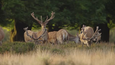 Grupo-De-Solteros-De-Ciervos-Rojos-Con-Astas-Espléndidas-Pastan-En-La-Pradera,-Veluwe