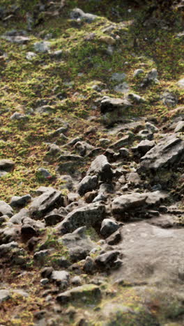 close-up view of rocky ground covered with moss