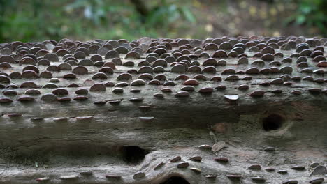 close up of old and new coins of all sizes and nations hammered into a fallen wish tree in st nectan's glen near tintagel in northern cornwall