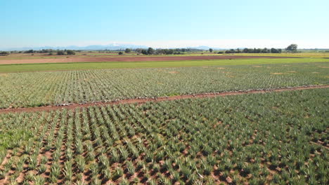 Aloe-Vera-mexican-planting-aerial-shot-3