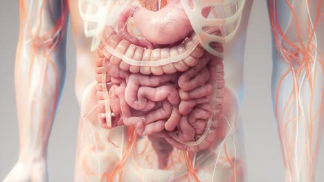animaciones sistema digestivo humano | intestino grueso animado