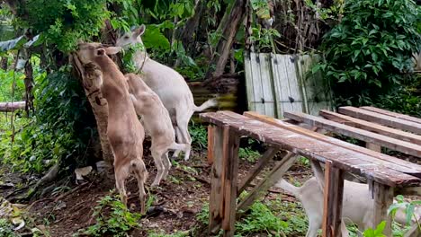 Hungrige-Ziegen,-Die-Sich-In-Pohnpei,-Den-Föderierten-Staaten-Von-Mikronesien,-Auf-Einen-Baum-Strecken,-Um-Zu-Fressen-Und-Sich-Von-Den-Blättern-Zu-Ernähren