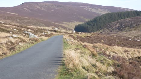 asphalt road between fields leading to coniferous forest at wicklow mountains in ireland