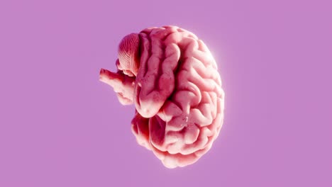 3d human brain isolated on pink background. anatomical model illustration with soft lighting. science, intelligence, and mental health concept. design for poster, header, wallpaper, vertical