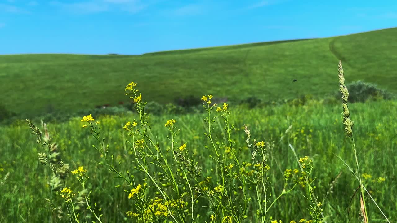 Vibrant Wildflowers in a Lush Green Meadow Under a Clear Blue Sky Captivating Nature's Beauty and Serenity in a Tranquil Landscape Captured in Two Frames