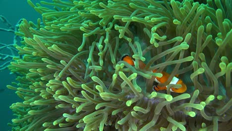 clownfish swimming in green sea anemone with blue ocean in the background