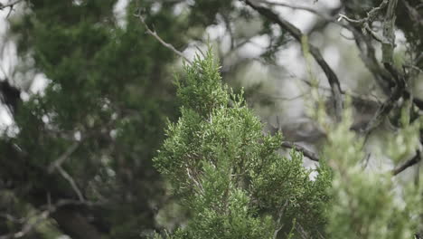 nature scene details of ash juniper tree branch, protected habitat in texas hill country