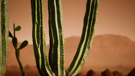 Arizona-Wüstensonnenuntergang-Mit-Riesigem-Saguaro-Kaktus