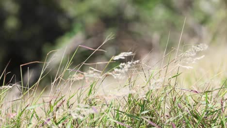 grass swaying gently in the breeze