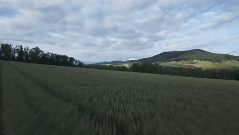drone volando sobre un campo de trigo verde en la temporada de primavera-verano en suiza
