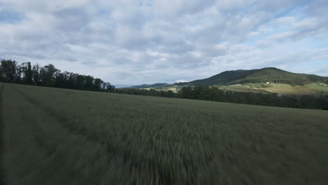 drone hovering over a green wheat field in spring-summer season in switzerland