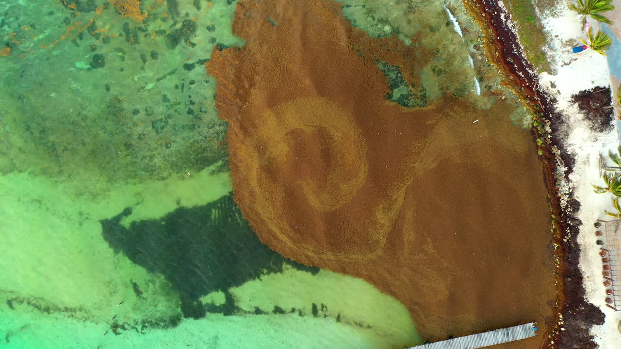 aumento de tiro de drones de algas sargazo en mahahual méxico