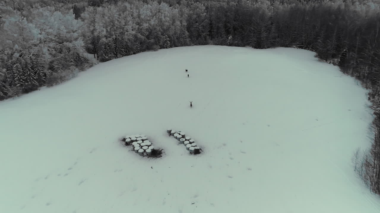 tres ciervos en un bosque cubierto de nieve que se abren corriendo