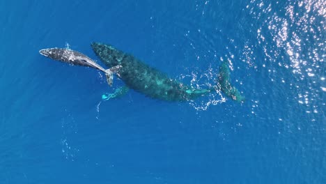 Young-humpback-whale-playing-with-its-mother---Moorea,-French-Polynesia