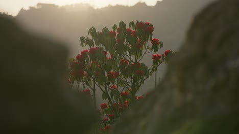 red rhododendron laligurans in the jungle of nepal