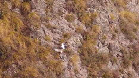 Adult-Black-Chested-Buzzard-Eagle-jumps-down-towards-its-juvenile-bird-as-it-scolds-it